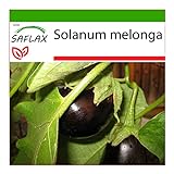 Foto SAFLAX - Berenjena - 20 semillas - Con sustrato estéril para cultivo - Solanum melonga, mejor precio 4,45 €, éxito de ventas 2024