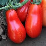 Photo Organic San Marzano Short Vine Tomato ~25 Seeds - Organic, Heirloom, Open Pollinated, Non-GMO, Farm & Vegetable Gardening Seeds, best price $2.99, bestseller 2024
