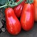 Organic San Marzano Short Vine Tomato ~25 Seeds - Organic, Heirloom, Open Pollinated, Non-GMO, Farm & Vegetable Gardening Seeds new 2024
