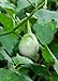 Seedeo® Thai-Aubergine Solanum virginianum 20 Samen neu 2024