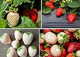 Photo Double The Color Strawberry Duo Packet - 100 Red Straberry Seeds + 100 White Strawberry Seeds to Plant, best price $10.92 ($0.11 / Count), bestseller 2024