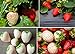 Double The Color Strawberry Duo Packet - 100 Red Straberry Seeds + 100 White Strawberry Seeds to Plant new 2024