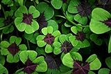 Photo Iron Cross Shamrock Bulbs - 10 Bulbs to Plant - Iron Cross Shamrocks - Fast Growing Year Round Color Indoors or Outdoors - Oxalis Shamrock Bulbs - Ships from Iowa, Made in USA, best price $12.98, bestseller 2024