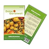 Foto Balkontomaten Balconi yellow Samen - Solanum lycopersicum - Balkontomatensamen - Gemüsesamen - Saatgut für 20 Pflanzen, bester Preis 1,99 € (0,10 € / stück), Bestseller 2024