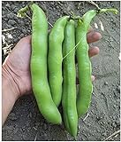 Photo David's Garden Seeds Bean Fava Vroma 1715 (Green) 25 Non-GMO, Open Pollinated Seeds, best price $4.45, bestseller 2024