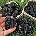 Semillas zarzamora, 200pcs / bag Negro Frambuesas Semillas Semillas dulce nutritivo delicioso Negro frambuesa fruta para regalo ideal jardinería al aire libre nuevo 2024