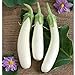 White Princess (F1) Eggplant Seeds (30+ Seed Package) new 2024