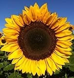 Photo 12+ Seeds Sunflower : Pro Cut Lulu Certified Mixture Sunflower Fresh, best price $23.00, bestseller 2024