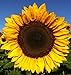 25+ Seeds Sunflower : Pro Cut (BTL) Mixture Sunflower Fresh new 2024