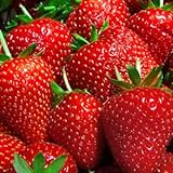 Photo 9GreenBox Albion Strawberry Plants Organic Grown 20 Bare Root Crowns Day Neutral Non-GMO, best price $14.19 ($0.71 / Count), bestseller 2024