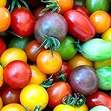 Foto 100 piezas de semillas de tomate de cereza arcoíris de semillas de tomate enano de herencia colorida para plantar el jardín de su casa, mejor precio 4,99 €, éxito de ventas 2024