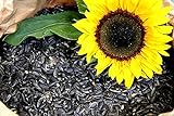 Foto Futterbauer 10 Kg Schwarze Sonnenblumenkerne, bester Preis 18,99 € (1,90 € / kg), Bestseller 2024