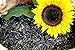 Futterbauer 20 kg Sonnenblumenkerne schwarz Vogelfutter Ganzjahresvogelfutter neu 2024