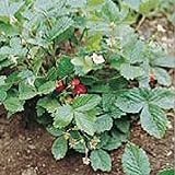 Photo Alexandria Strawberry Seeds (20+ Seeds) | Non GMO | Vegetable Fruit Herb Flower Seeds for Planting | Home Garden Greenhouse Pack, best price $3.69 ($0.18 / Count), bestseller 2024