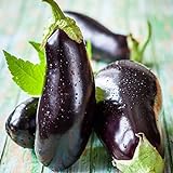 Photo David's Garden Seeds Eggplant Black Beauty 2477 (Black) 50 Non-GMO, Heirloom Seeds, best price $4.95, bestseller 2024