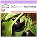 SAFLAX - Berenjena - 20 semillas - Solanum melonga nuevo 2024