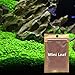 2 Pack Aquarium Grass Plant Seeds, Aquarium Small Leaf Grass, Aquarium Water Grass Seeds for Fish Tank Decoration Creates Lush Green Carpet Plant new 2024