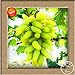 Neue Samen 2016!100 Samen/Beutel 12 Arten von Traubenkernen Advanced Fruit Seed Natural Growth Trauben Sweet Kyoho Gardening neu 2024