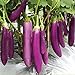Aamish 40 piezas de semillas de hortalizas de berenjena largas púrpuras japonesas nuevo 2024