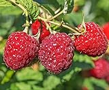 Photo Large Fruiting Potted Plant, Red Raspberry Live Potted Plant 8-12