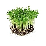 Photo Dun Pea Seeds: 5 Lb - Bulk, Non-GMO Peas Sprouting Seeds for Vegetable Gardening, Cover Crop, Microgreen Pea Shoots, best price $31.12 ($0.39 / Ounce), bestseller 2024