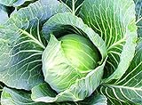 Photo 25+ Count Late Flat Dutch Cabbage Seed, Heirloom, Non GMO Seed Tasty Healthy Veggie, best price $1.99 ($0.08 / Count), bestseller 2024