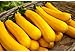 5 graines semences courgette jaune d'italie courge comestible fruit legume potager nouveau 2024