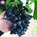 50pcs/bag Seltene Finger Traubenkerne, erweitert Fruchtsamen, 3 Natürliches Wachstum Trauben Köstliche Bonsai Topfpflanzen für Hausgarten neu 2024