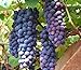 30+ Thompson Grape Seeds Vine Plant Sweet Excellent Flavored Green Grape new 2024