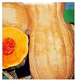 Foto Semillas de calabaza Butternut rugosa - verduras - cucurbita moschata - 35 semillas aproximadamente - las mejores semillas de plantas - flores - frutas raras - calabazas arrugadas - idea de regalo, mejor precio 9,94 €, éxito de ventas 2024