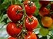 Tomate - Harzfeuer F1 Hybrid - legendär - platzfest - krankheitsresistent - 10 Samen neu 2024