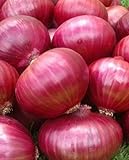 Photo Onion RED Creole Great Heirloom Vegetable Seeds by Seed Kingdom (5,000 Seeds), best price $12.89, bestseller 2024