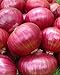 Onion RED Creole Great Heirloom Vegetable Seeds by Seed Kingdom (5,000 Seeds) new 2024