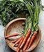 Burpee Scarlet Nantes Carrot Seeds 3000 seeds new 2024