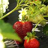 Photo 10 Chandler Strawberry Plants - Best southern strawberries, Organic, Junebearing, best price $19.95 ($2.00 / Count), bestseller 2024