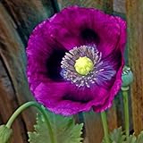 Photo Poppy Seeds - Laurens Grape - Packet, Purple, Flower Seeds, Open Pollinated, Attracts Pollinators, Dry Area Tolerant, Container Garden, Easy to Grow Maintain, best price $5.45 ($34.06 / Ounce), bestseller 2024