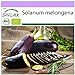 SAFLAX - Ecológico - Berenjena - Púrpura Larga - 20 semillas - Solanum melongena nuevo 2024