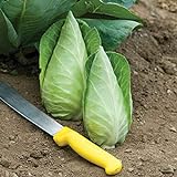 Photo David's Garden Seeds Cabbage Caraflex 9744 (Green) 25 Non-GMO, Hybrid Seeds, best price $3.95, bestseller 2024