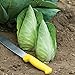 David's Garden Seeds Cabbage Caraflex 9744 (Green) 25 Non-GMO, Hybrid Seeds new 2024