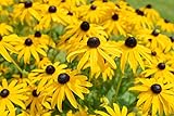 Photo Sweet Yards Seed Co. Black Eyed Susan Seeds – Extra Large Packet – Over 100,000 Open Pollinated Non-GMO Wildflower Seeds – Rudbeckia hirta, best price $7.97, bestseller 2024