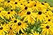 Sweet Yards Seed Co. Black Eyed Susan Seeds – Extra Large Packet – Over 100,000 Open Pollinated Non-GMO Wildflower Seeds – Rudbeckia hirta new 2024