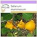 SAFLAX - Ubre de vaca - 10 semillas - Solanum mammosum nuevo 2024