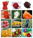 Foto 24 tipos de frutas 200 semillas de pimiento chile, semillas de hortalizas gigantes + pimiento + Carolina del Reaper