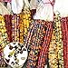 Benoon Mais-Samen, 1 Beutel Maisohren, nicht-GVO, bunt, Glas, Maissamen für Botaniker, gemischte Farben, Maissamen neu 2024