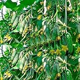 Photo CEMEHA SEEDS Cucumber Titus F1 Vine Open-pollinated Non-GMO Vegetable Heirloom for Planting, best price $6.95, bestseller 2024