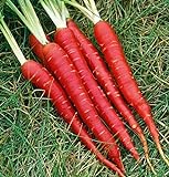 Photo Atomic Red Carrots, 250 Heirloom Seeds Per Packet, Non GMO Seeds, (Isla's Garden Seeds), Botanical Name: Daucus Carrota, 80% Germination Rates, best price $5.99 ($0.02 / Count), bestseller 2024