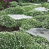Photo Outsidepride Irish Moss Ground Cover Plant Seed - 10000 Seeds, best price $9.99 ($0.00 / Count), bestseller 2024