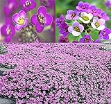 Photo BIG PACK - (60,000+) Alyssum Royal Carpet Seeds - Fragrant Lobularia maritima - Attracts Honey Bees, Butterfly - Ground Cover for Zones 3+ Flower Seeds By MySeeds.Co (Big Pack - Alyssum Royal Carpet), best price $13.95 ($0.00 / Count), bestseller 2024