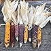 Semillas de maíz, 1 bolsa de semillas de maíz fáciles de producir semillas de maíz de jardín coloridas y nutritivas para plantar al aire libre nuevo 2024