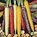 Oce180anYLVUK Karottensamen, 500 Stück Beutel GVO-freie Karottensamen, Gefüllt Mit Kohlenhydraten Bunte, Knusprige, Fantastische Erbstücksamen Für Den Garten Karottensamen neu 2024